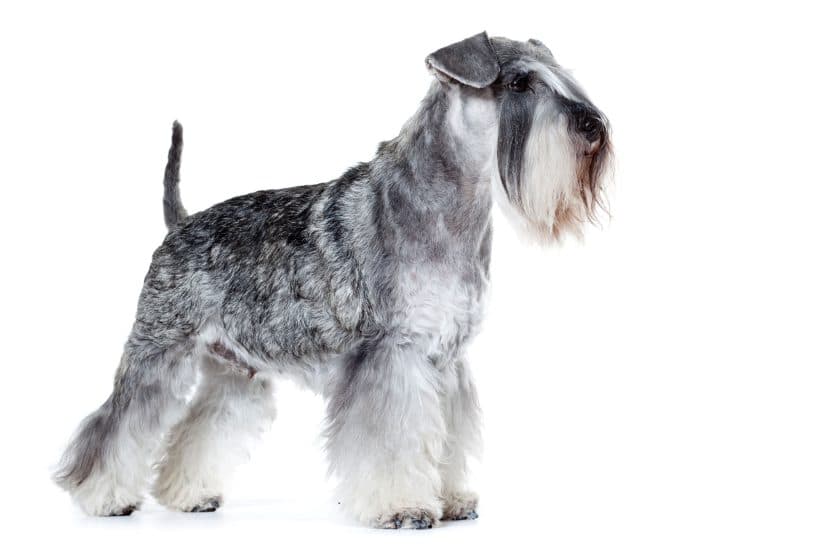 Race de chien Schnauzer nain