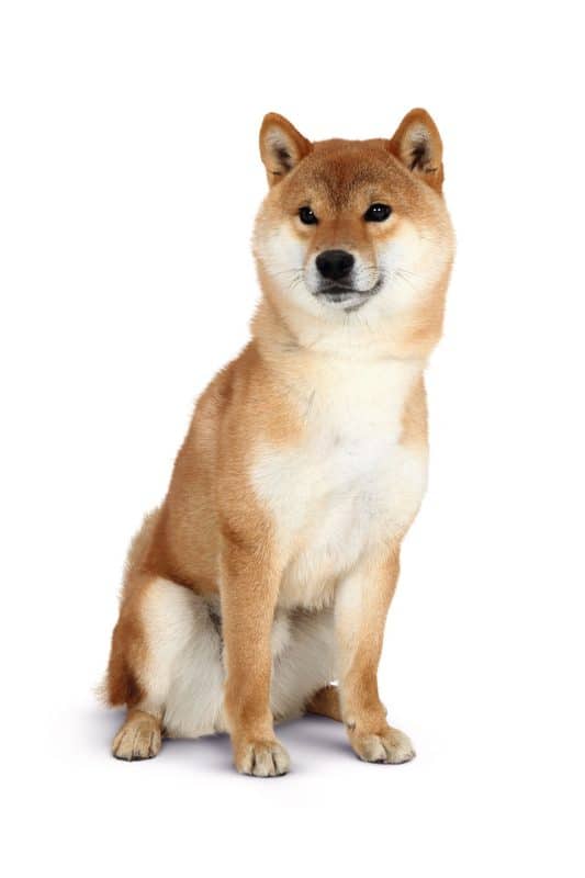 Un chien Shiba Inu assis