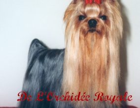 DE L&rsquo;ORCHIDEE ROYALE