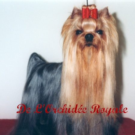 DE L&rsquo;ORCHIDEE ROYALE - Image 3
