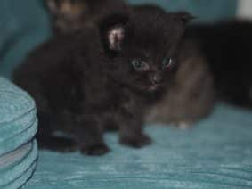 BEBES MIAOUS