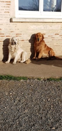 Les Molosses de Timoulys - Image 6