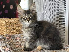 CHATTERIE DU BOIS DES PINS