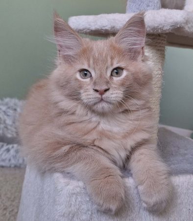 Little Lion - Image 12