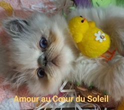 CHATTERIE AU COEUR DU SOLEIL