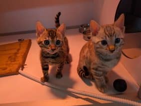 LA CHATTERIE DES REX&rsquo;POILS