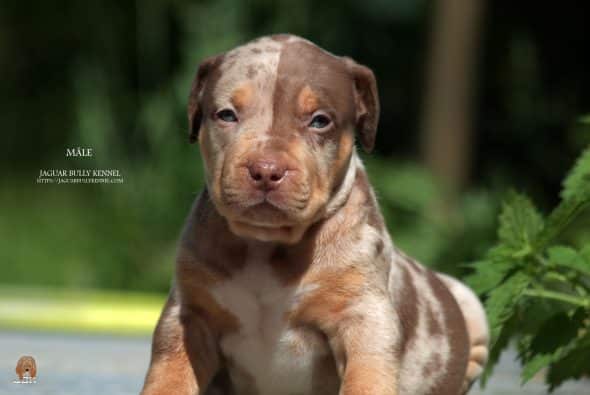 JAGUAR BULLY KENNEL - Image 15