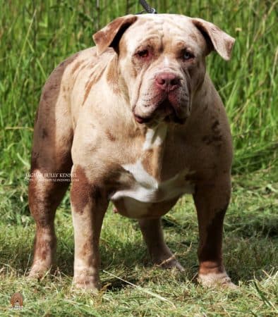 JAGUAR BULLY KENNEL - Image 20