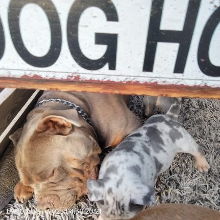 Love is a DOG - Image 14