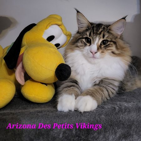 Des Petits Vikings - Image 2