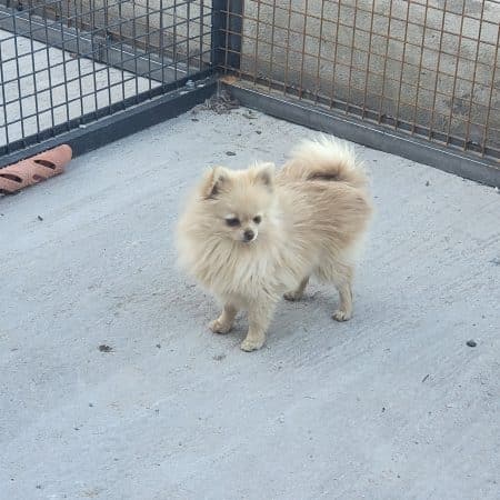 DOMAINE SPITZ NAIN POMERANIAN DES OLIVIERS - Image 22
