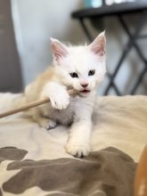 DES PATOUNES VELUES