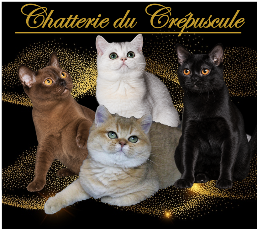 Elevage CHATTERIE DU CREPUSCULE