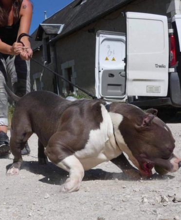 JAGUAR BULLY KENNEL - Image 9