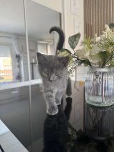 CHATTERIE DE M BEAUTY