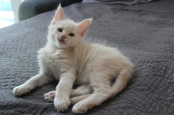 PLUME’S LITTLEPAWS - Image 30
