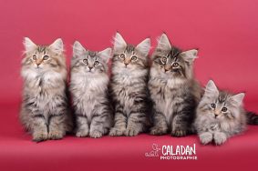 CALADAN