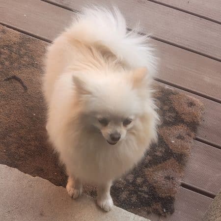 DOMAINE SPITZ NAIN POMERANIAN DES OLIVIERS - Image 20