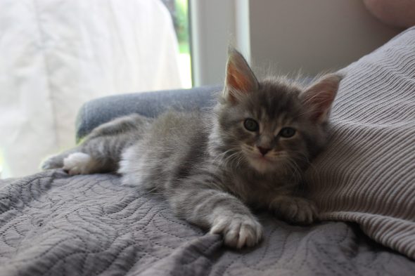PLUME’S LITTLEPAWS - Image 23