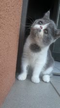 CHATTERIE DOUCE DU COTON BLANC