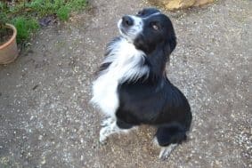 KANOU ET L AURA DU BORDER COLLIE