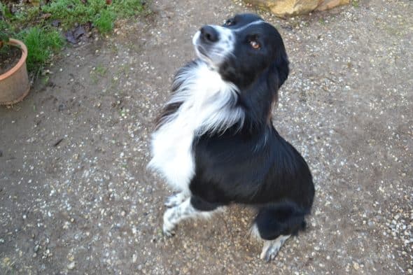 KANOU ET L AURA DU BORDER COLLIE - Image 3