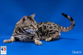 DE BENGAL S THRONE