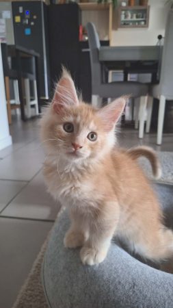 Little Lion - Image 6