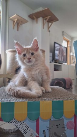 Little Lion - Image 15