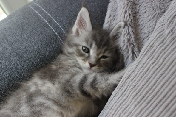 PLUME’S LITTLEPAWS - Image 75