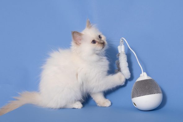 CHATTERIE AUX PERLES D O - Image 12