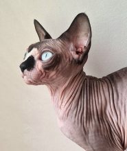 SALEM&rsquo;S CHILD