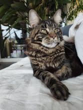 DES CHATS D AYMCELI