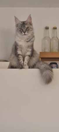 CHATTERIE DU COEUR SOLOGNOT - Image 5