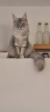 CHATTERIE DU COEUR SOLOGNOT