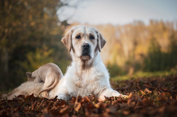 DES PLAINES DES BRUYERES – Whippet et Golden Retriever - Image 31