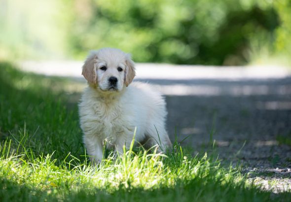 DES PLAINES DES BRUYERES – Whippet et Golden Retriever - Image 33