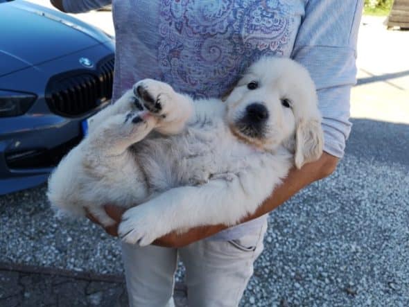 OF DARLING DOG - Image 7