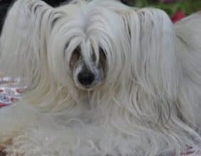 DU CLOS NAPOLITAIN