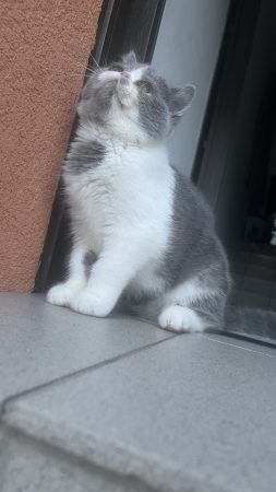 CHATTERIE DOUCE DU COTON BLANC - Image 8