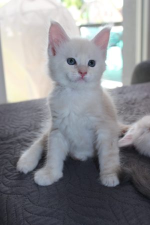 PLUME’S LITTLEPAWS - Image 87