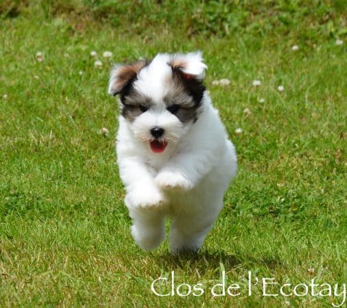 CLOS DE L&rsquo;ECOTAY - Image 2