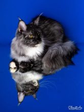 DES CHATS D AYMCELI
