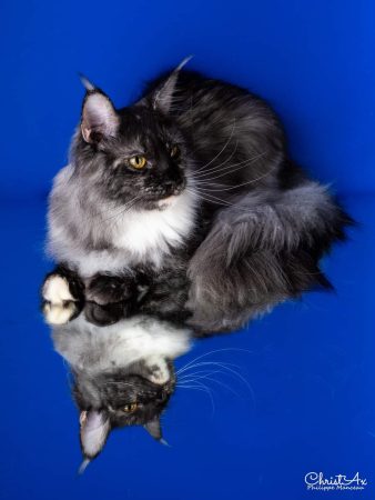 DES CHATS D AYMCELI - Image 1