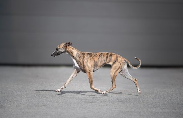 DES PLAINES DES BRUYERES – Whippet et Golden Retriever - Image 3