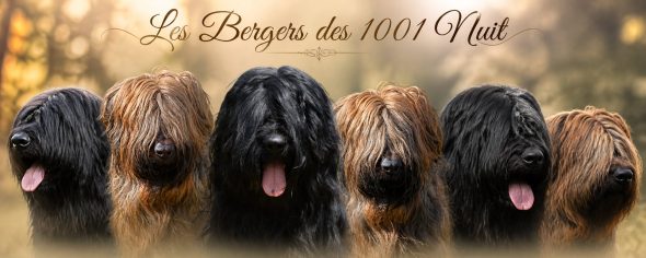 GAEC LES BERGERS DES 1001 NUITS - Image 1
