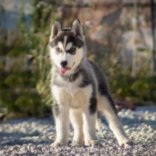 DE L’AUBE SIBERIENNE