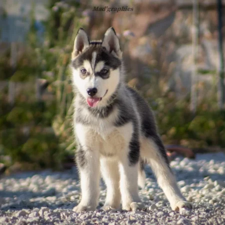 DE L’AUBE SIBERIENNE - Image 1