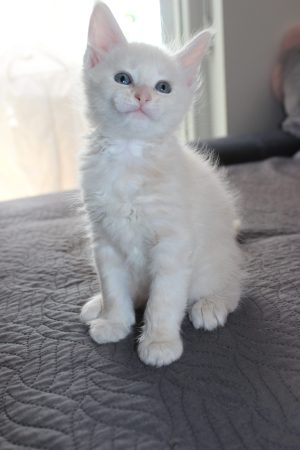PLUME’S LITTLEPAWS - Image 80