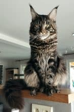 DES CHATS D AYMCELI